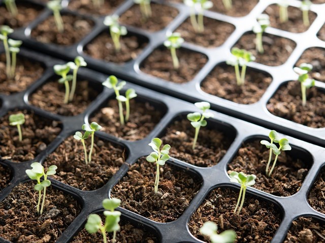 Productos agrícolas, biomasa y limpieza en Noia